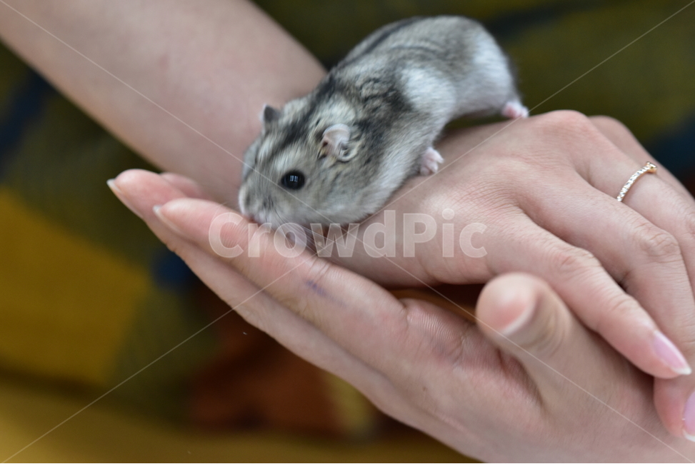햄스터,동물,애완동물,포유류,펫,귀여움,귀여운,hamsters,mammals,pets,pet,cute,동물,animal,포유류,mammal