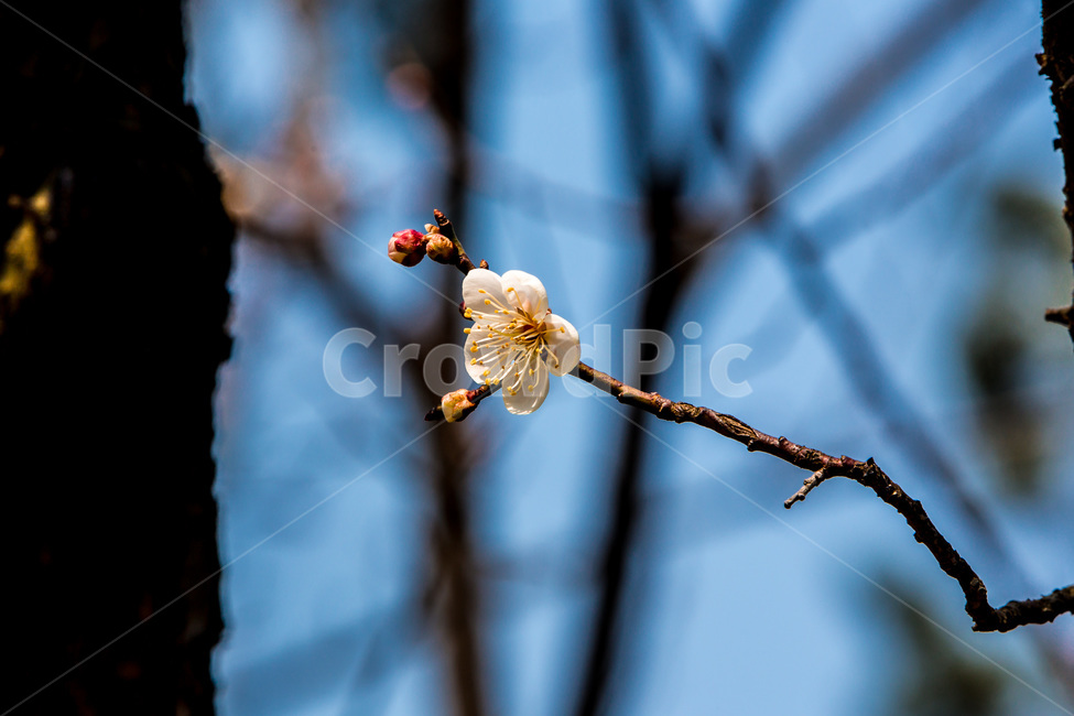 매화,봄,봄전령,감성,배경,봄꽃,봄,계절,spring,season,식물,자연,plants,nature,꽃,flower,plant