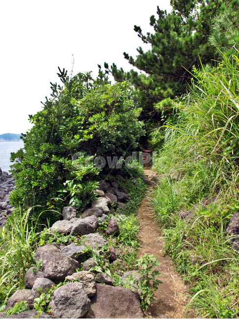 Olle Course 6,Jeju,everyone,nature,Seogwipo City,Olle trail,forest road