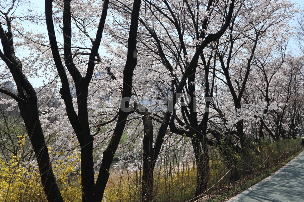 벚꽃,봄,벚꽃나무,나무,tree,plant,식물