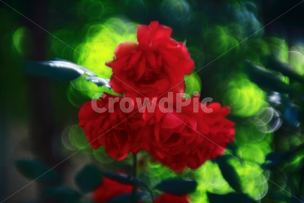 꽃,장미,flower,rose,식물,빨강,초록,화단,보케,식물,자연,plants,nature,꽃,flower