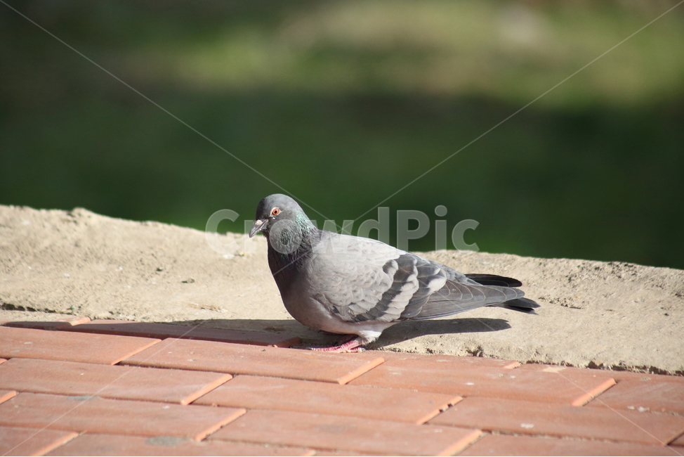 비둘기,새,조류,동물,dove,동물,animal,조류,새,birds