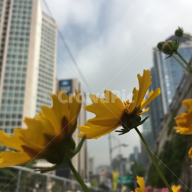 노란꽃,꽃,힐링,명동,일상,삶의여유,이쁜꽃,사랑,사랑스런,식물,자연,plants,nature,꽃,flower