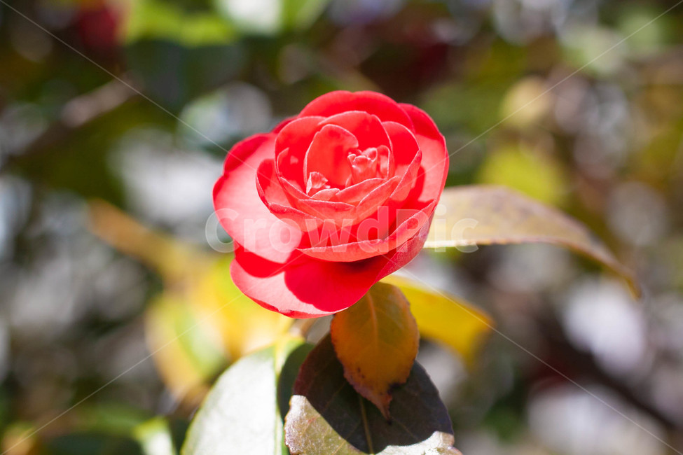 동백꽃,길가의꽃,붉은꽃,붉은동백,만개한꽃,식물,자연,plants,nature,꽃,flower