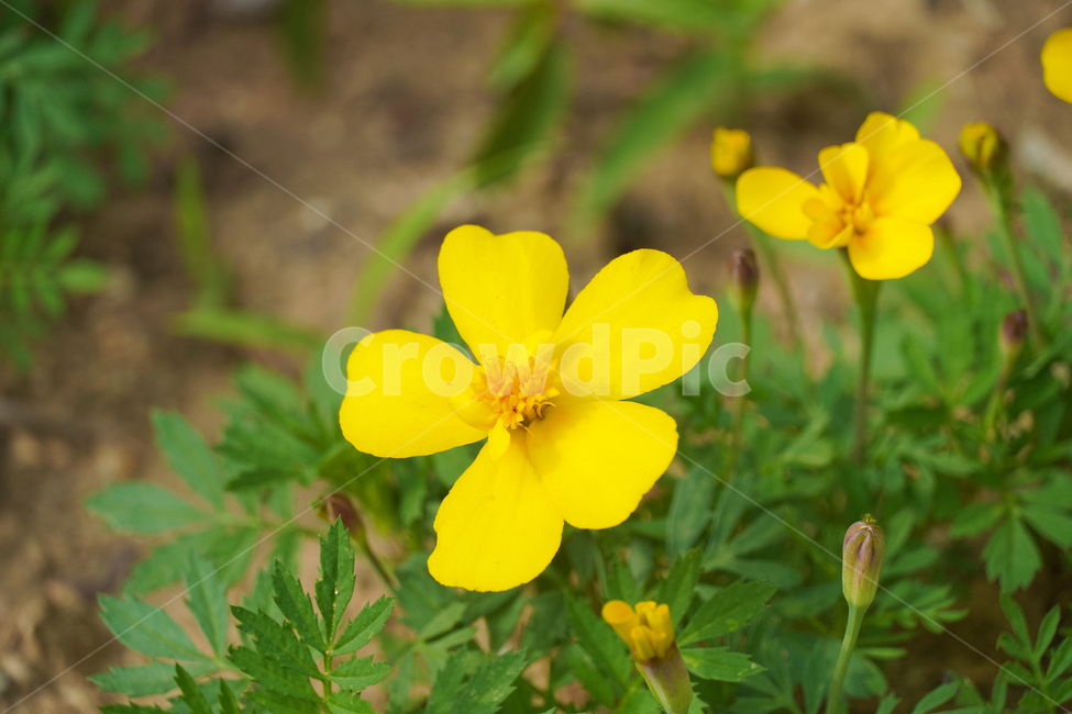 꽃,자연,접사,힐링,배경화면,신선함,노랑,yellow,평온함,season,plants,nature,flower,sensible,feeling,색깔,색상,색채,색감,colorsense,colorsensitivity,feelingofcolor,감성