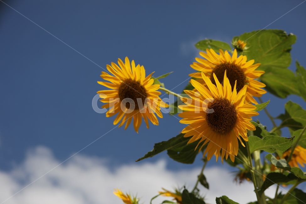 해바라기꽃,하늘,숭배,구름,의지,여름,계절,summer,season,가을,fall,autumn,식물,자연,plants,nature,꽃,flower,plant,blossom