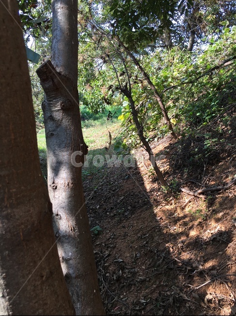 tree,나무,treetrunk,나무줄기,plant,식물,ground,바닥