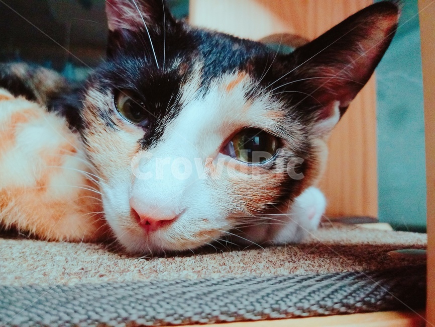 고양이,생각,고민,생각에잠긴,반려동물,동물,animal,포유류,mammal,고양이,cat,kitten,kitty