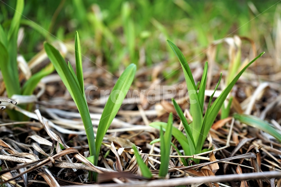 눈,싹,자연,식물,나무,연두색,녹색,식물,자연,plants,nature