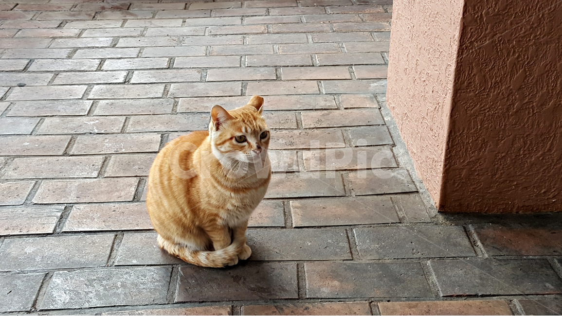고양이,cat,animal,동물,mammal,포유류,pet,애완동물,동물,animal,포유류,mammal,고양이,cat,kitten,kitty
