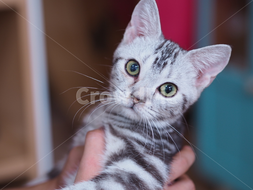 고양이,반려동물,반려묘,애묘,동물,애완동물,cat,kitty,animal,mammal,kitten,귀여움,집사,야옹이,냥,냥이,아메리칸숏헤어,아메숏,동물,animal,포유류,mammal,고양이,cat,kitten,kitty