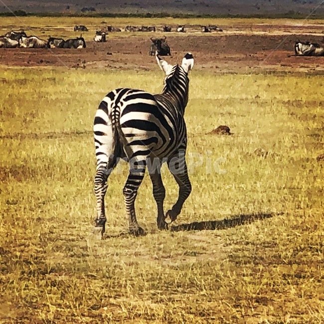 야생동물,얼룩말,zebra,동물,animal,자연,동물,animal,포유류,mammal