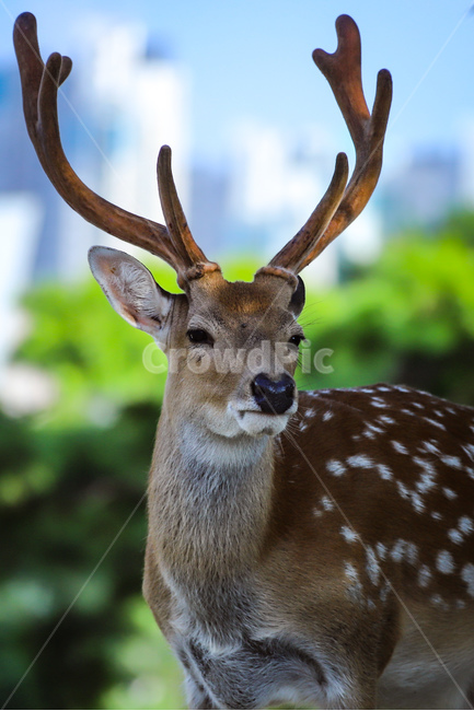 동물,사슴,밤비,공원,꽃사슴,자연,힐링,동물,animal,포유류,mammal