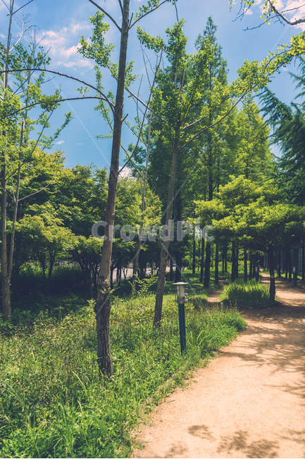 화명생태공원,산책로,나무,하늘,구름,휴식,풀,흙,흙길,공원,숲,부산,park,walk,wood,tree,sky,cloud,rest,forest,plant,sand,busan,beautiful,자연,풍경,nature,landscape,식물