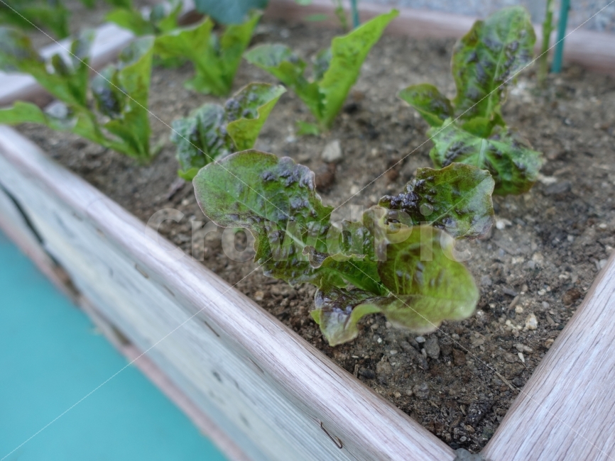 상추,식물,생명,채소,야채,자연,섭리,사진,일상,재배,키움,식물,자연,plants,nature