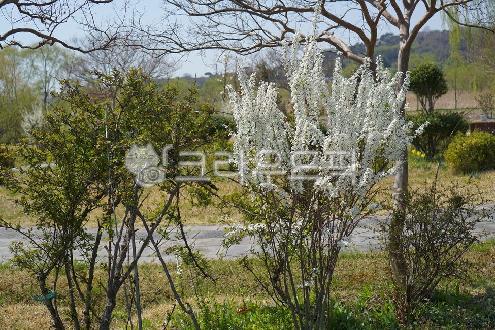 spring,spring flowers,pop tree,white flower,blooming,blossom,beauty,bloom,spirea tree,blossoming