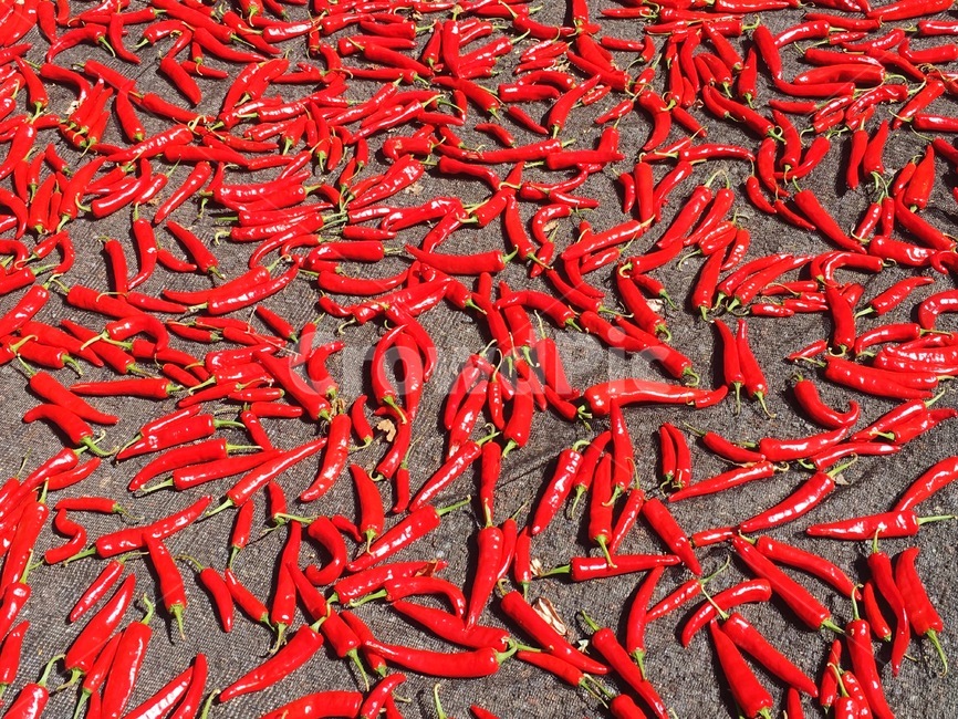 고추,빨강색,빨간고추,태양초,고추말리기,고춧가루,음식,식재료,요리,food,cook,meal,dishes,food reserves