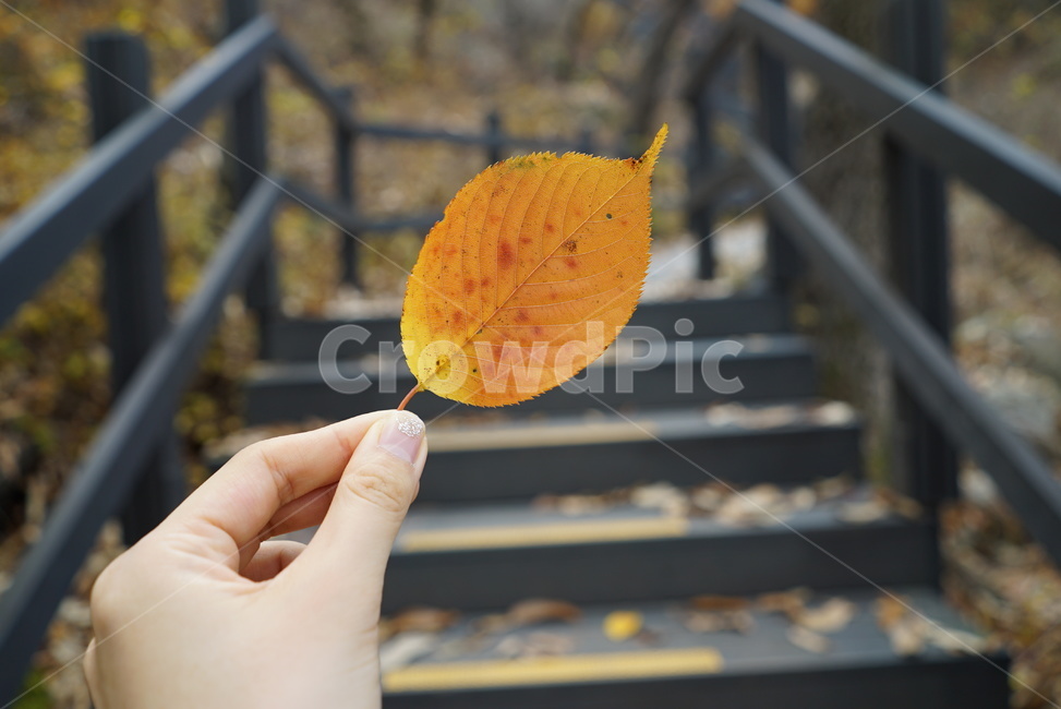 난간,손,낙엽,등산,산행,가을