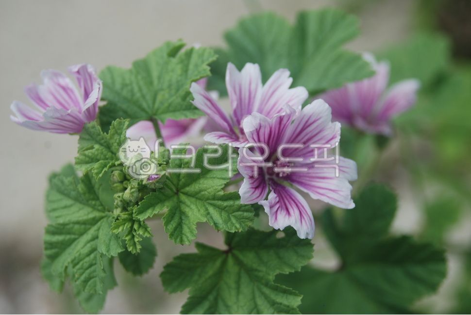 당아욱꽃,금규,말로우꽃,동규자,아욱꽃