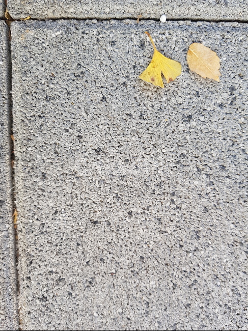 leaf,잎,plant,식물,tarmac,깔개,rug,아스팔트,asphalt,타맥,낙엽