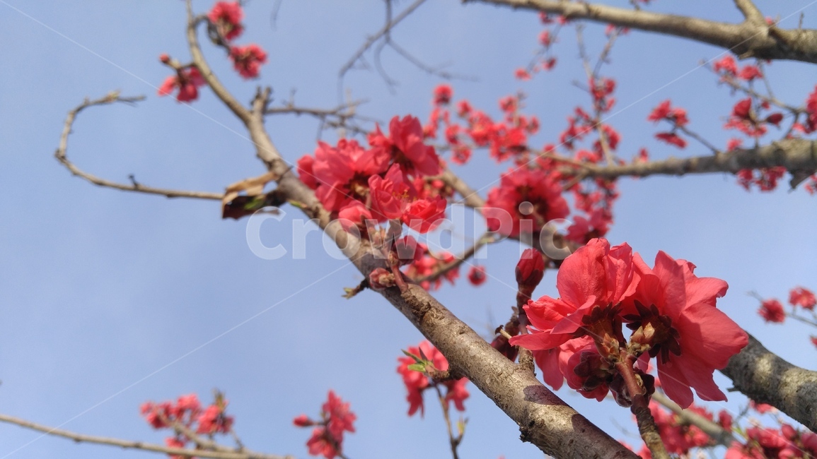 붉은매화,홍매화,매화,매화꽃,붉은꽃,꽃,붉은색,레드,봄,배경,감성,japaneseapricotflower,aredflower,flower,red,spring,emotional,background