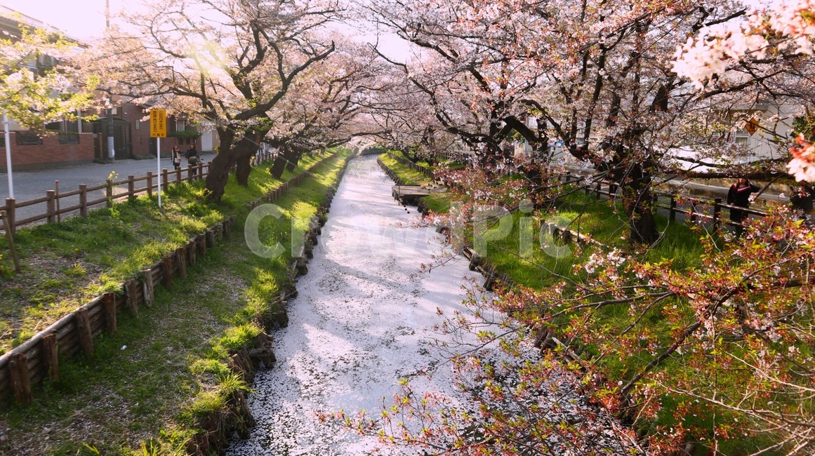 꽃,벚꽃,일본,해외,풍경,도쿄,계절,봄,여행,tokyo,cherryblossom,spring,japan,landscape,자연,풍경,nature,landscape,plant,식물