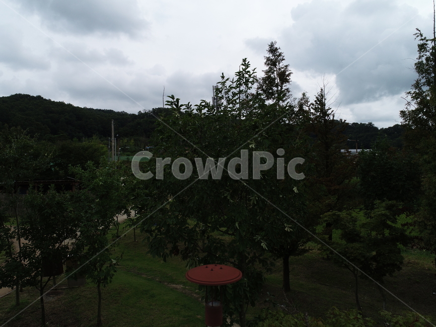 tree,나무,plant,식물,하늘,구름,자연,풍경,nature,landscape