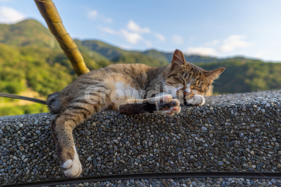 고양이,애완동물,고양이마을,cat,동물,동물,animal,포유류,mammal,고양이,cat,kitten,kitty