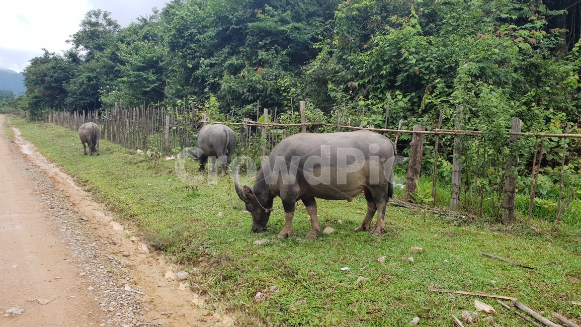 동물,자연,animal,물소,buffalo,나무,동물,animal,포유류,mammal