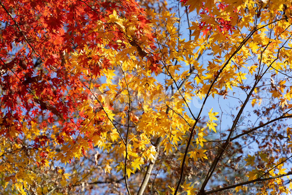 가을,단풍,낙엽,단풍잎,감성,풍경,자연,가을,계절,fall,autumn,season,plant,식물,leaf,잎,tree,나무,maple