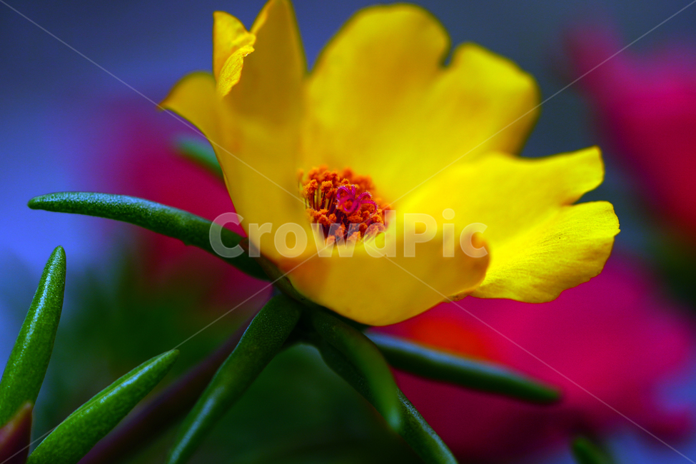 채송화,꽃,플라워,자연,여름꽃,flower,nature,여름,summr,6월,june,접사,macro,rosemoss,portulacagrandiflora,식물,plants,식물,자연,plants,nature,꽃,flower