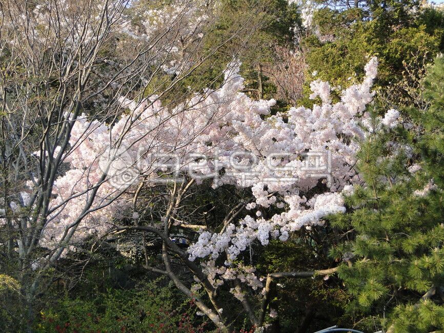 spring,cherry,healing,Cherry Blossom,blossom,popcorn,cherryblossom,flower road,walk,flower