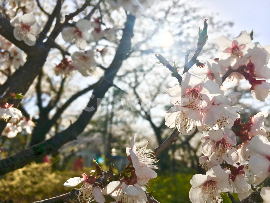 벚꽃클로즈업,벚꽃,봄꽃,봄이미지,한강벚꽃,벚꽃축제,여의도벚꽃,봄,계절,spring,season,식물,자연,plants,nature,꽃,flower,plant