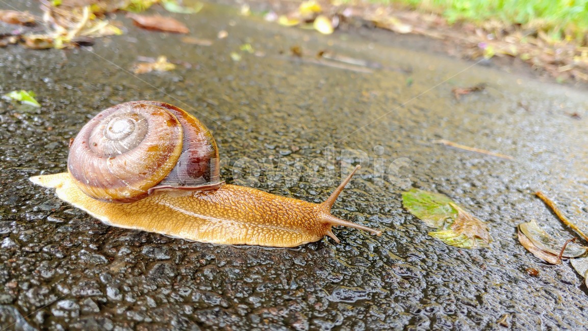 달팽이,snails,greatsnail,연체동물,escargot,caracol,salyangoz,schnecke,자웅동체,동물,animal