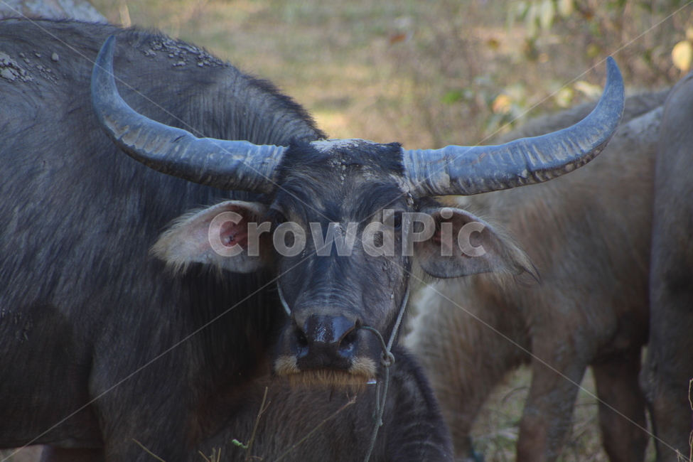 mammal,포유류,bull,황소,animal,동물,cattle,가축,cow,소,cambodia,동물,animal,포유류,mammal
