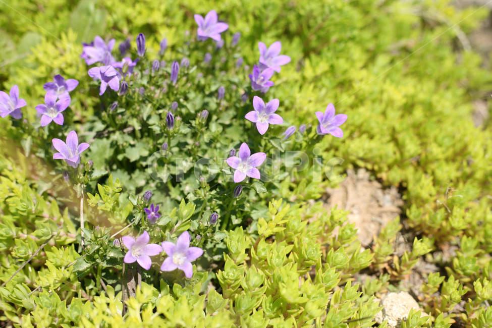 flower bed,nature,baby rose flower,March,spring flower bed,spring tree,april,bellflower,flower,spring,spring flowers,Outfocusing,purple flower,wildflowers,plants,plant,spring day,country road,country road purple flowers,park