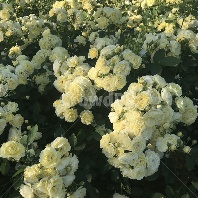 장미,꽃,축제,페스티발,노란장미,식물,자연,plants,nature,꽃,flower