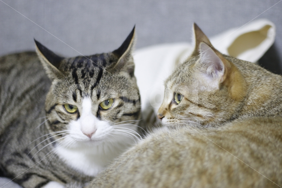 고양이,동물,반려묘,애완동물,길고양이,반려동물,캣맘,캣대디,길냥이,코숏,코리안숏헤어,한국고양이,동물,animal,포유류,mammal,고양이,cat,kitten,kitty