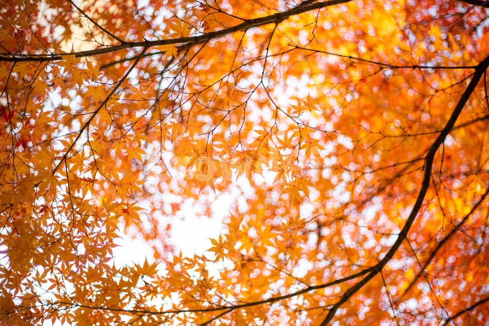 단풍,가을,단풍잎,낙엽,빛,하늘,나무,가을,계절,fall,autumn,season