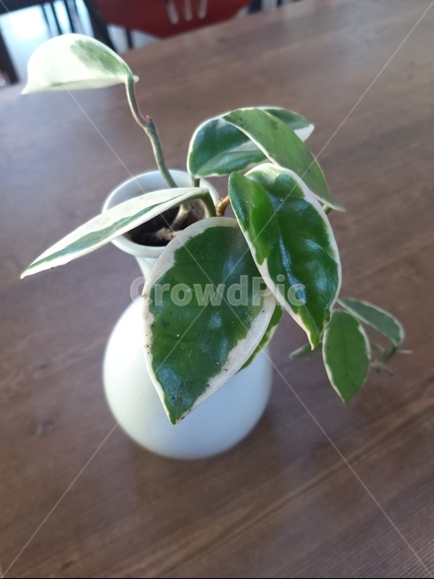 plant,식물,잎,도자기,잎파리,실내용화초,화분,화초,house plant