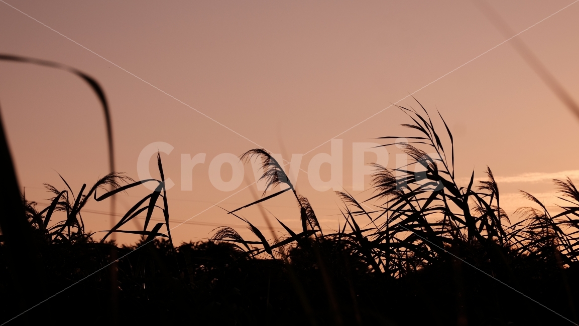 억새,풍경,노을,저녁,붉은하늘,억새밭,식물,자연,plants,nature,실루엣,그림자,silhouette,shadow