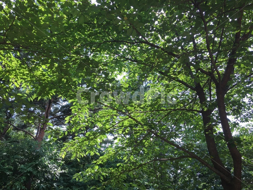 나무,숲,초록색,자연,밝은,식물,자연,plants,nature,나무,trees,wood