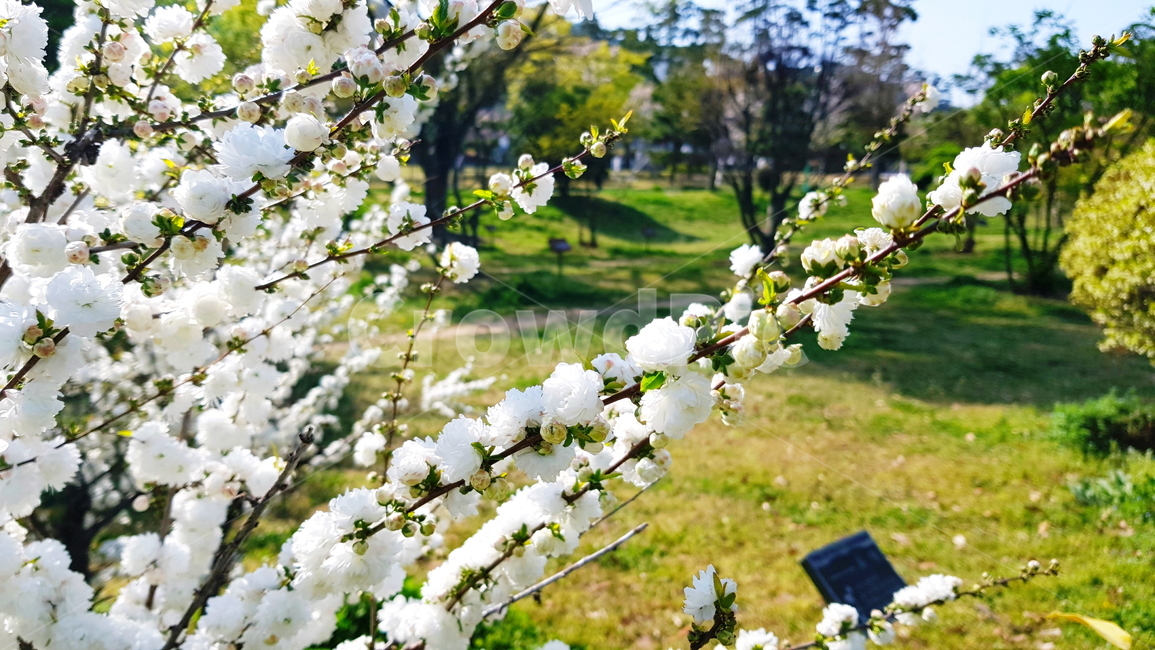 꽃,옥매,옥매화,흰매화,매화,흰꽃,봄,계절,spring,season,식물,자연,plants,nature,꽃,flower,plant