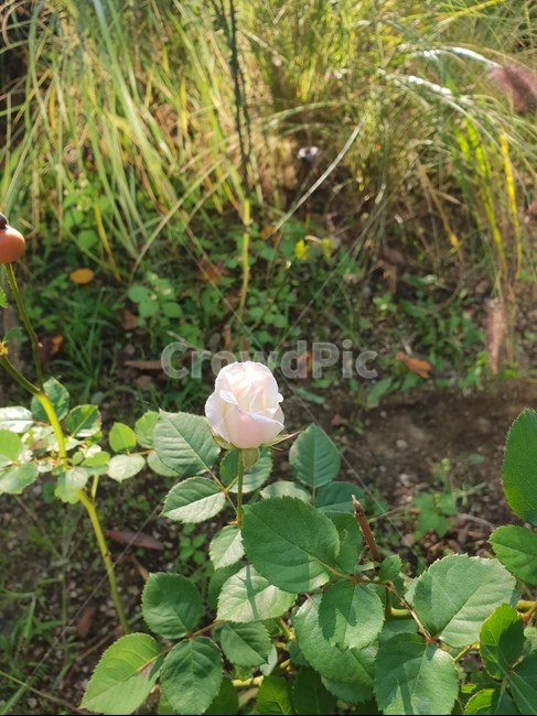 flower,꽃,숲,자연,힐링,햇살,산책,장미,식물,자연,plants,nature,꽃,flower