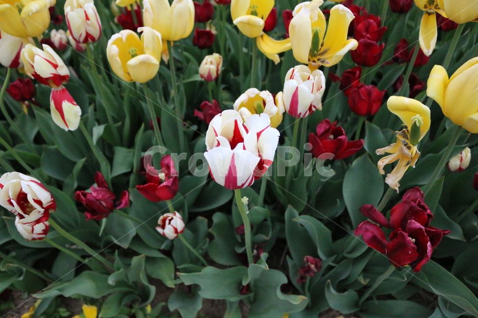plant,식물,blossom,꽃,flower,튤립