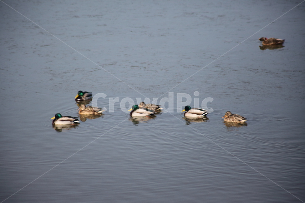 청둥오리,duck,bird,새,animal,철새,오리,동물,animal,조류,새,birds