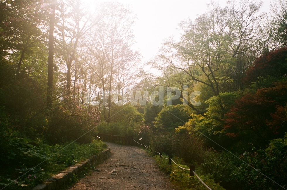 식물원,공원,park,숲,forest,plant,식물,vegetation,초목,nature,자연,tree,나무,outdoors,옥외,woodland,삼림지,grove,작은숲,필름,필름사진,film,자연,풍경,nature,landscape