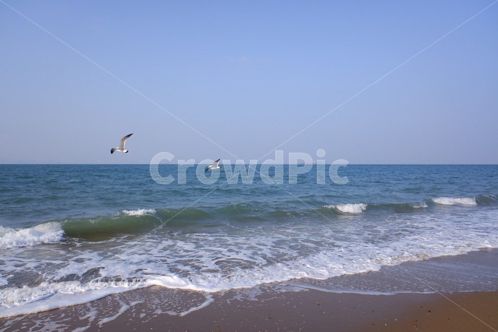 바다,바닷가,갈매기,해변,해수욕장,서해,십리포해수욕장,풍경,자연,자연,풍경,nature,landscape,outdoors,옥외,water,물,ocean,대양,sea,bird,새,animal,동물,shoreline,해안선