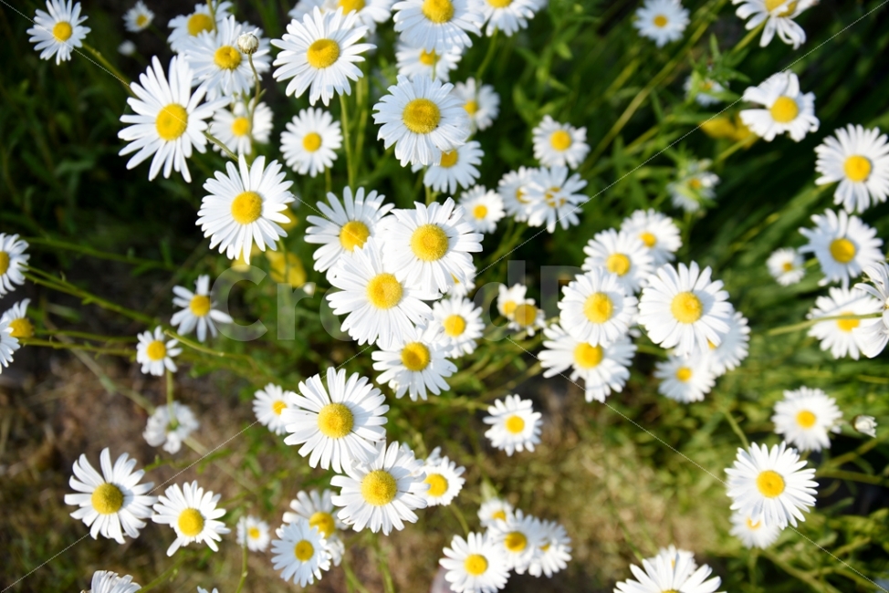 꽃,노란색,자연,아름다움,식물,신선,사진,동식물,식물,자연,plants,nature,꽃,flower