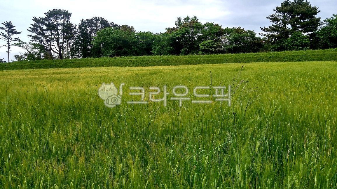 들판, field, 들, nature, 자연배경, 사진,이미지,일러스트,캘리그라피 - Happydayz작가